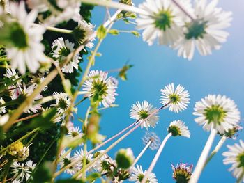 Low angle view of flowering plants against blue sky