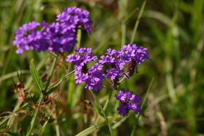 Close-up of purple flowering plants on field