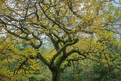 Low angle view of trees in forest during autumn