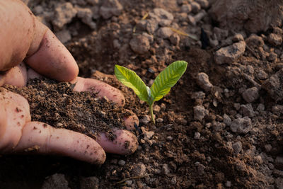 Close-up of hand holding plant