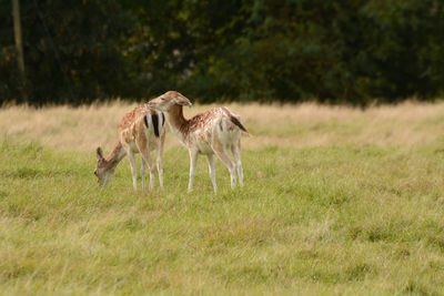 Fallow deers on the meadow of a farm.