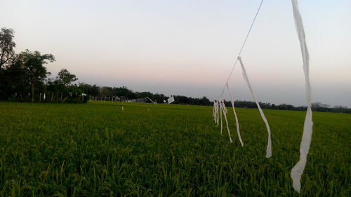 Scenic view of field against clear sky