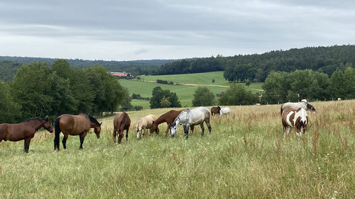 Horses grazing in a field