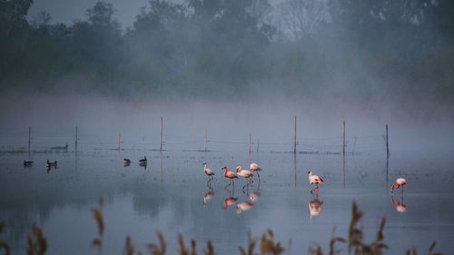 Flock of birds in lake