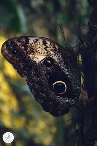 Close-up of butterfly on leaf