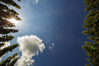 Low angle view of trees against sky