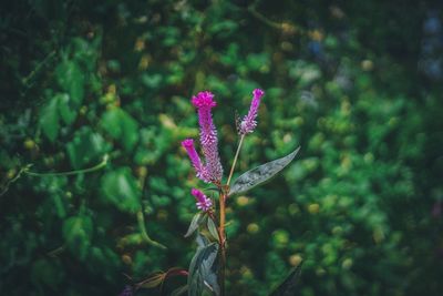 Close-up of purple flowering plant