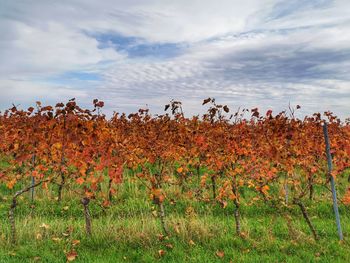 Plants growing on field against sky