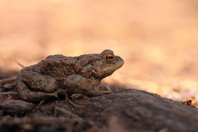 Close-up of frog on rock