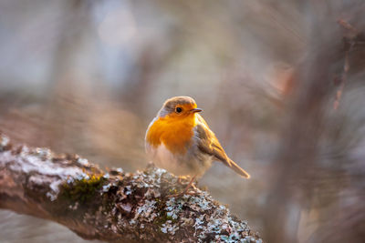 Close-up of robin bird perching on a branch