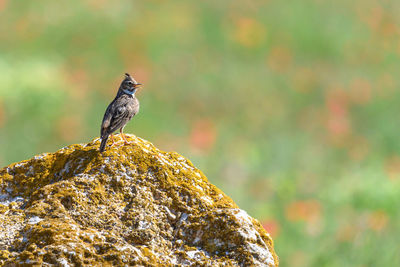 Close-up of bird perching on rock