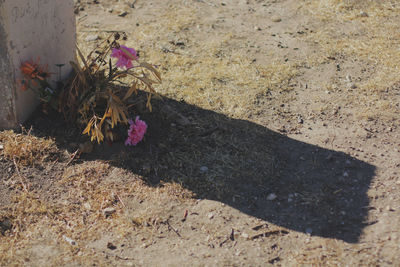 Close-up high angle view of flowers