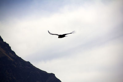 Low angle view of bird flying in sky