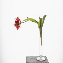 Close-up of wilted flower in vase against white background