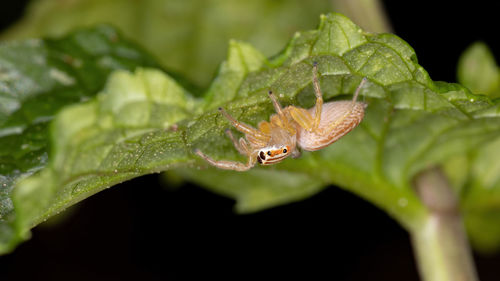 Close-up of insect on leaf