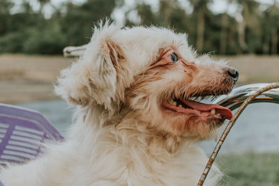 Close-up of a dog looking away