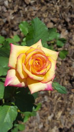 Close-up of yellow rose blooming outdoors