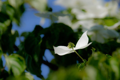 Close-up of white flowers blooming outdoors