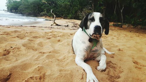 Dog resting on beach