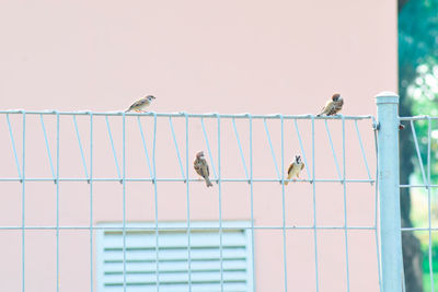 Birds perching on metal fence against sky
