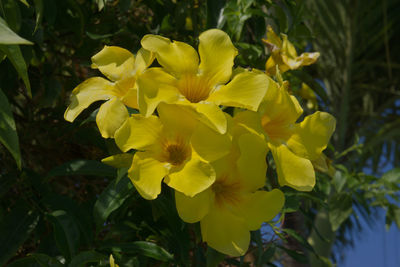 Close-up of yellow flowers blooming outdoors