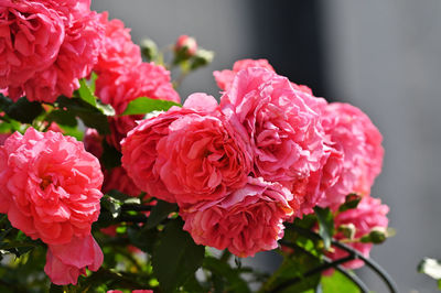 Close-up of pink rose