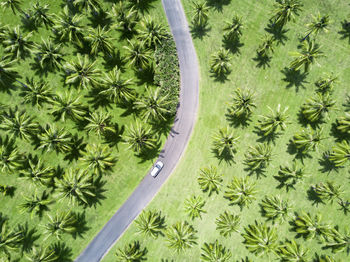 Aerial shot of silver car driving through palm trees