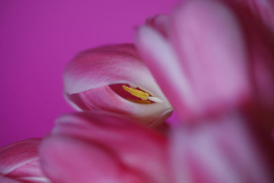 Close-up of pink flower