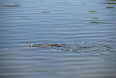 High angle view of duck swimming in lake