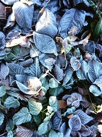 High angle view of dry leaves on field during winter