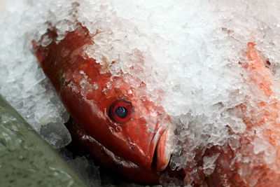 Close-up of bird on frozen water