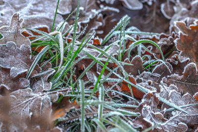 Close-up of frozen plants