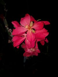 Close-up of pink flower