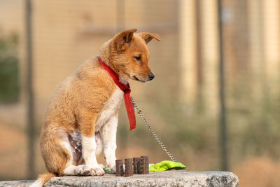 Close-up of a dog looking away