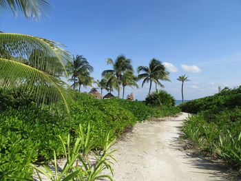 Scenic view of palm trees against clear sky