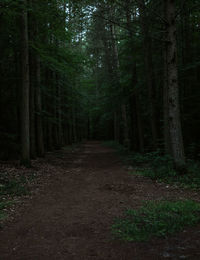 Trail amidst trees in forest