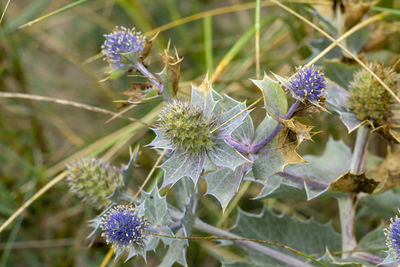 Close-up of purple flowering plant