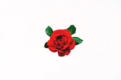 Close-up of red rose against white background
