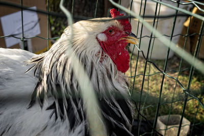 Chicken looking through the mesh of a chicken coop. profile with beak, crest and eye.