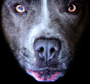 Extreme close up of dog