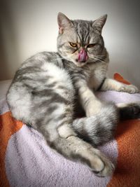 Portrait of cat relaxing on bed