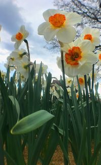 Close-up of flowers blooming against sky