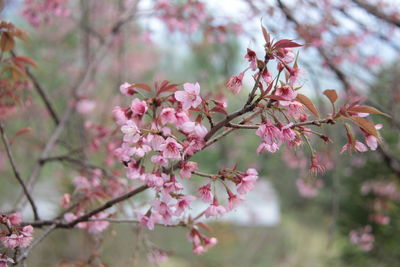 Close-up of pink cherry blossom tree