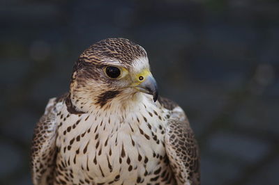 Close-up of owl