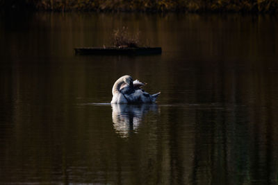 Side view of a bird in water