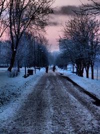 Snow covered road along trees