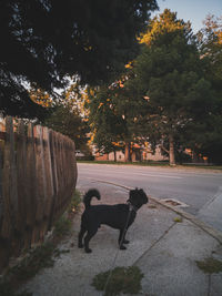 View of dog on footpath in city