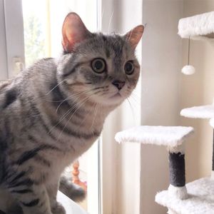 Close-up portrait of a cat at home