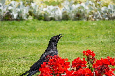 Raven by red flowers on field