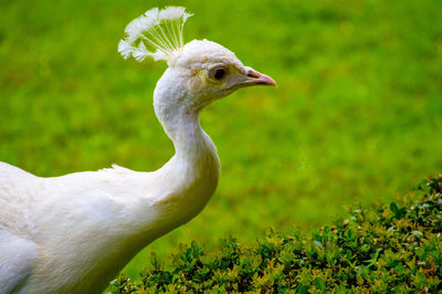 Close-up of peacock